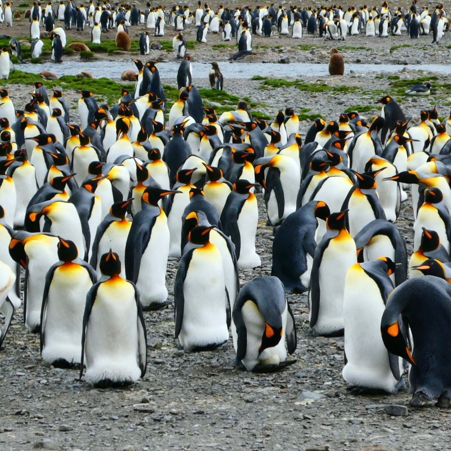 Die großartige Naturexpedition