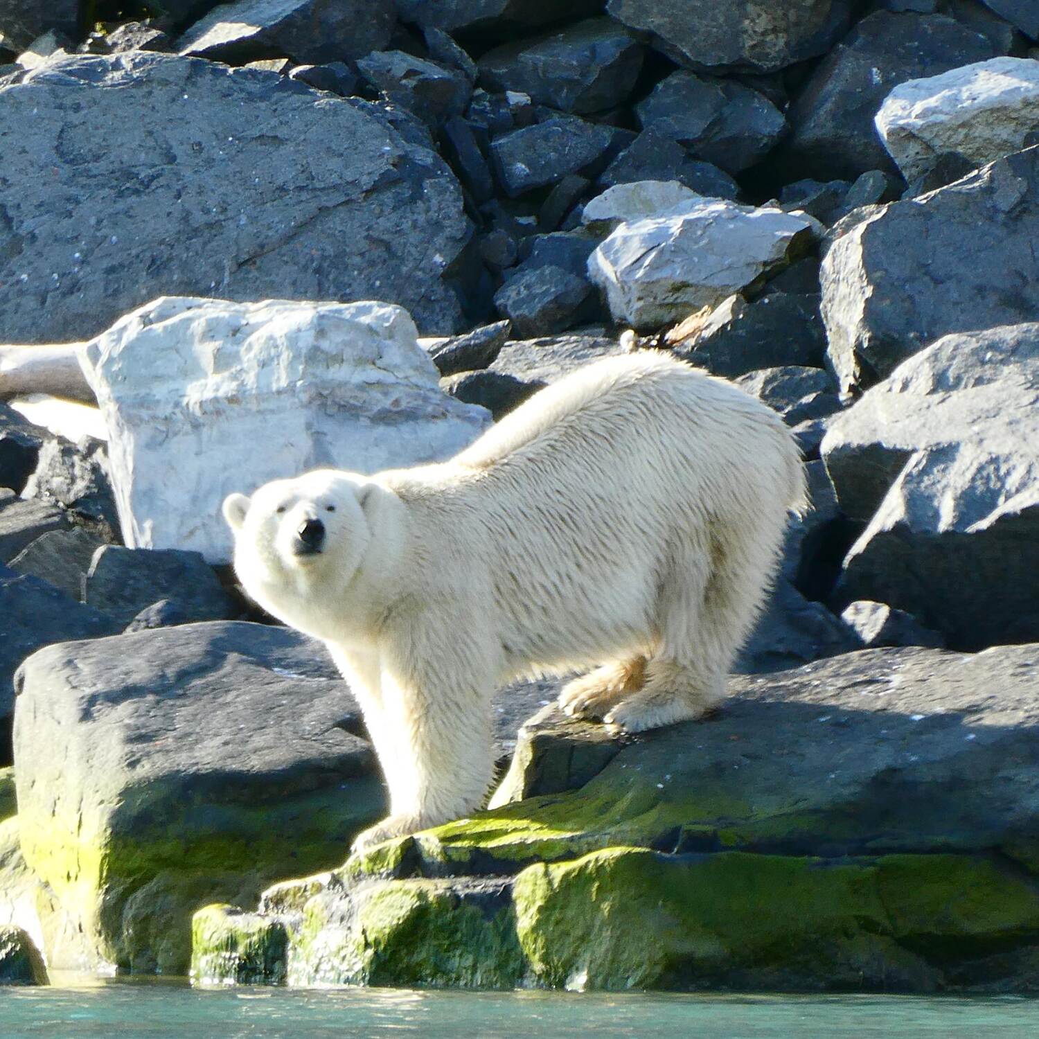 Spitzbergen Explorer