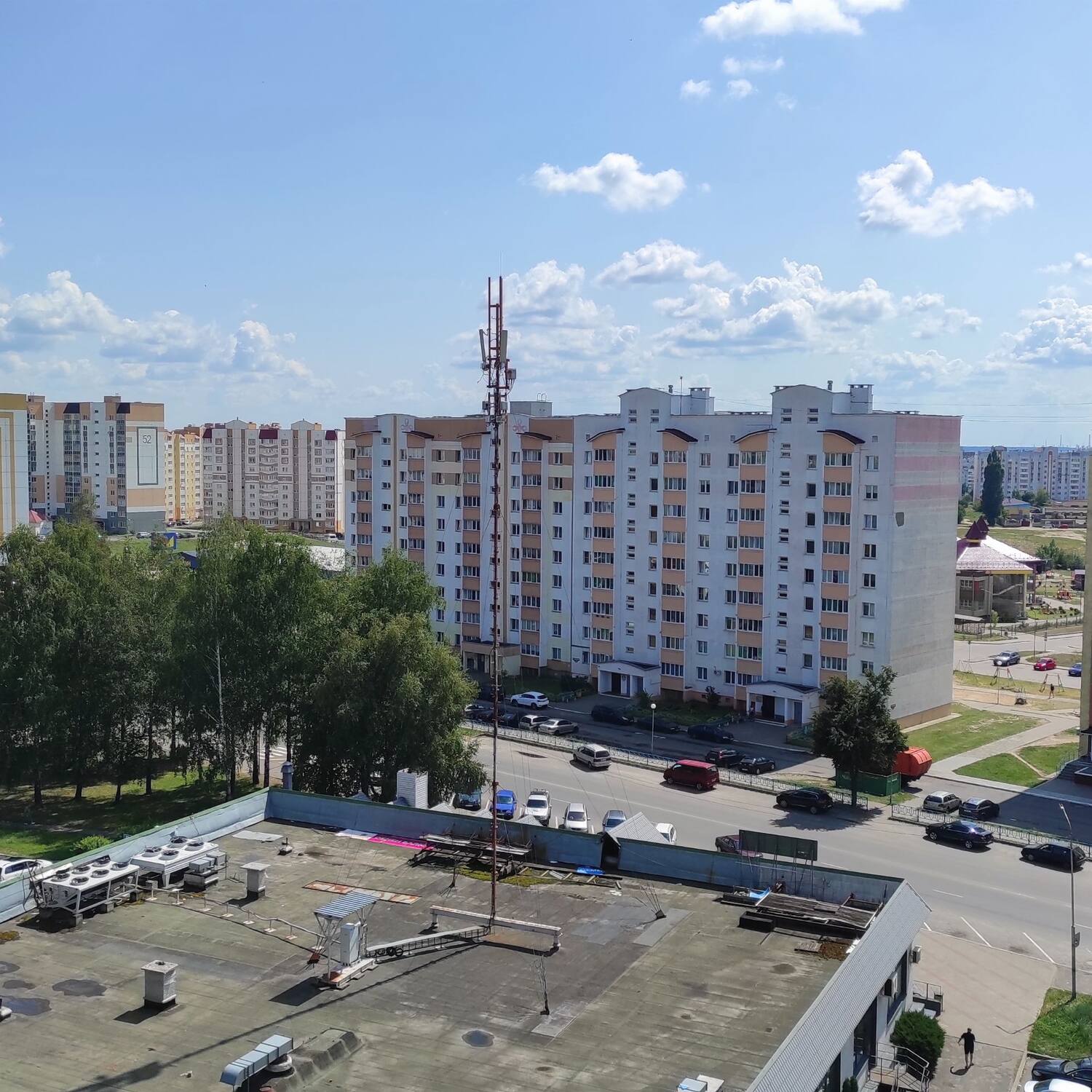 Сосны090825