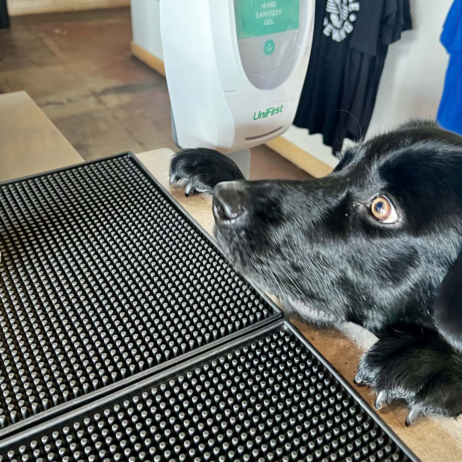 Hank’s Summer Adventure!
