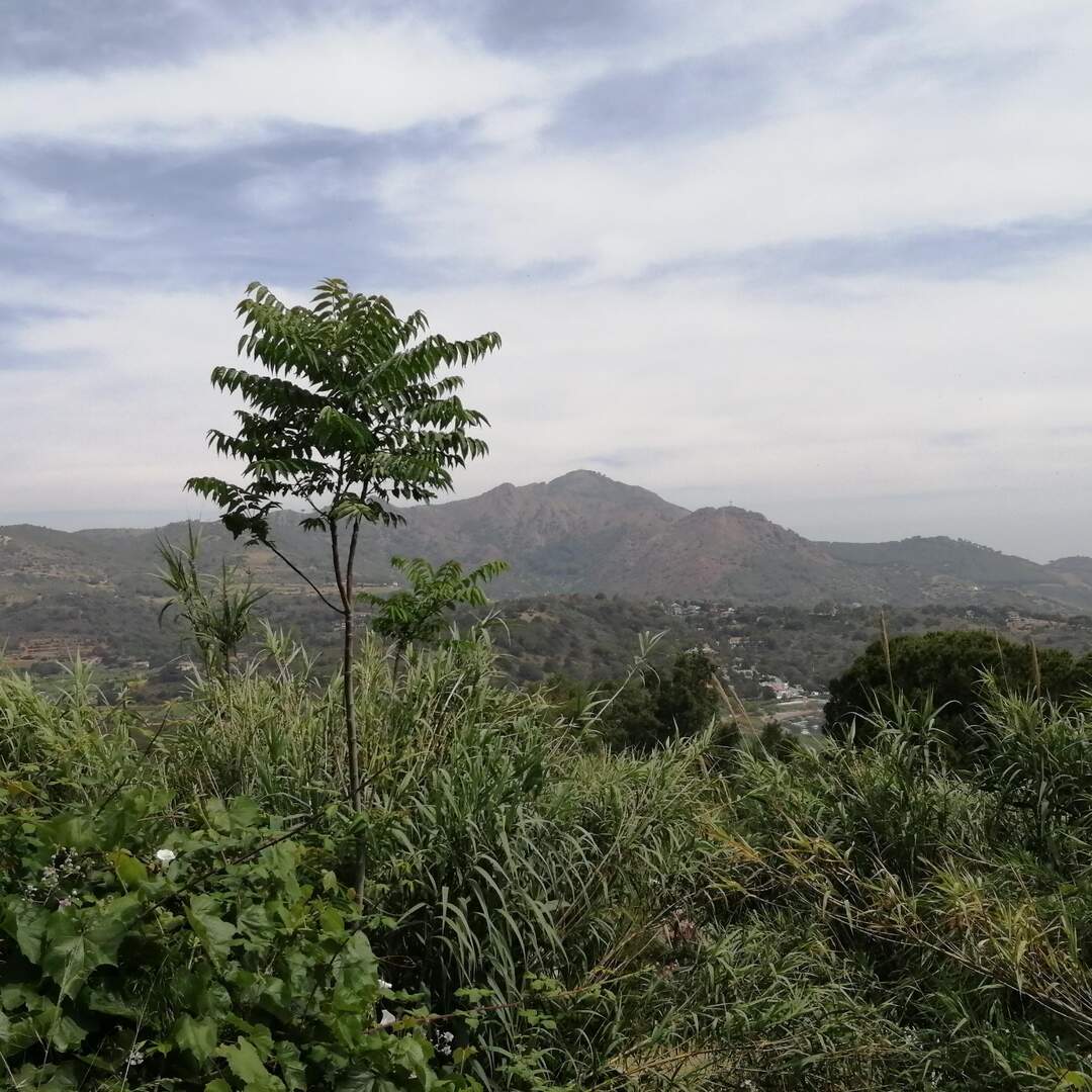 ELBA