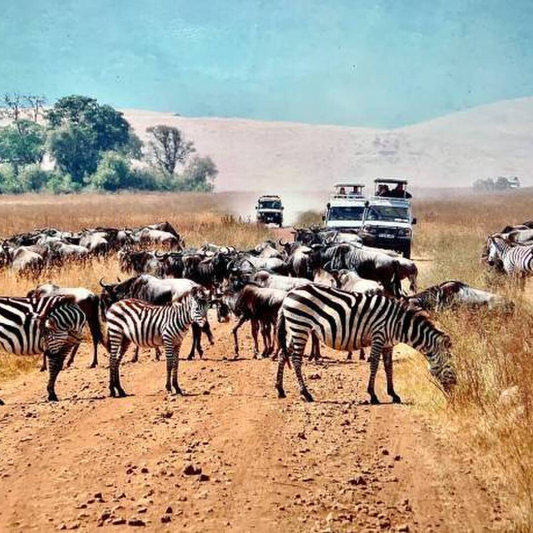 Tanzania Safaris Tour Packages