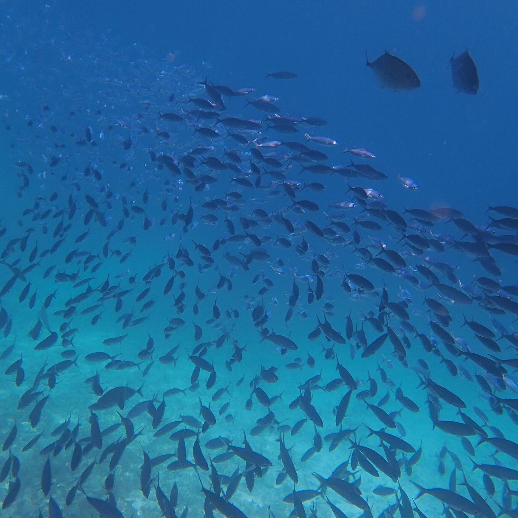 Amazing Raja Ampat