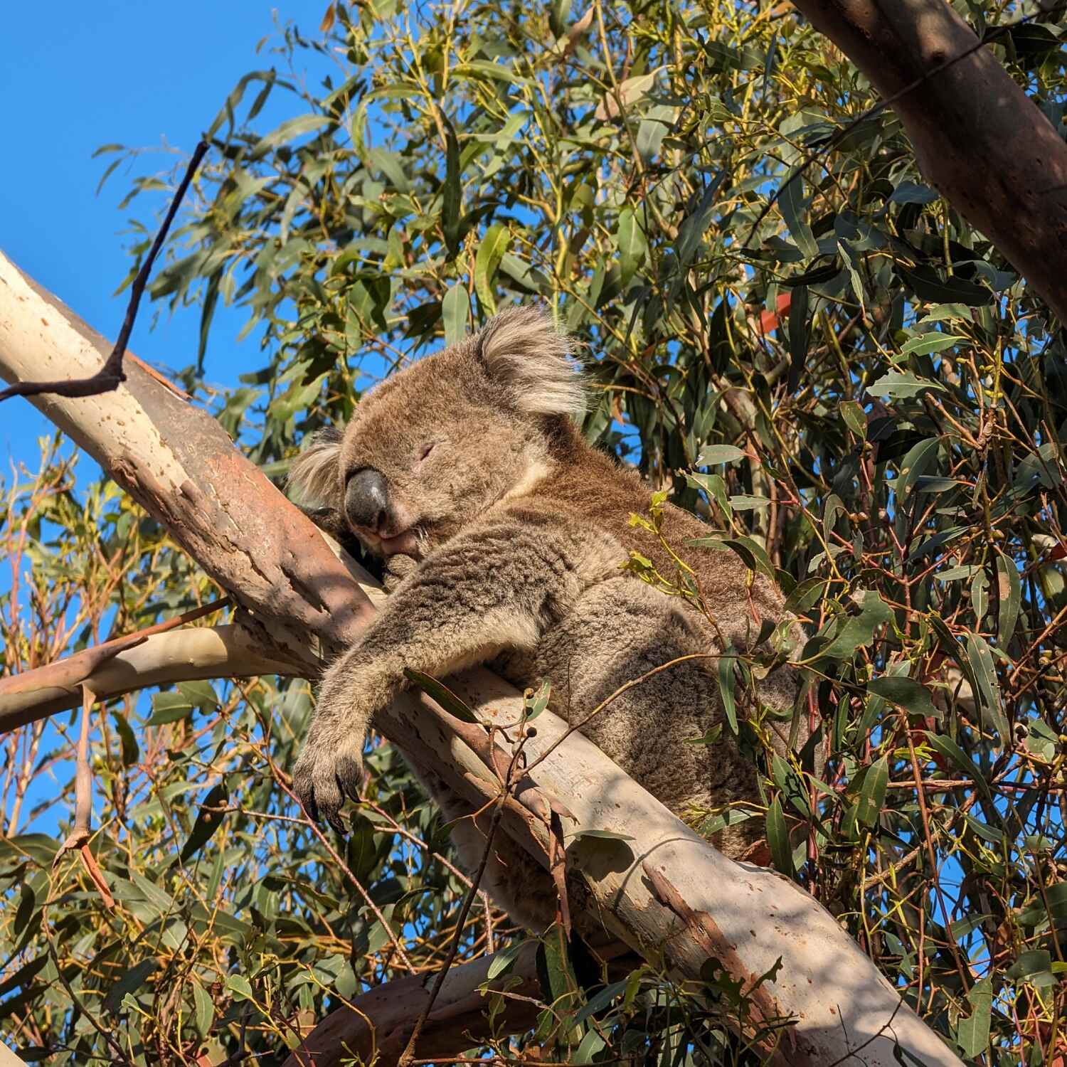 Australien