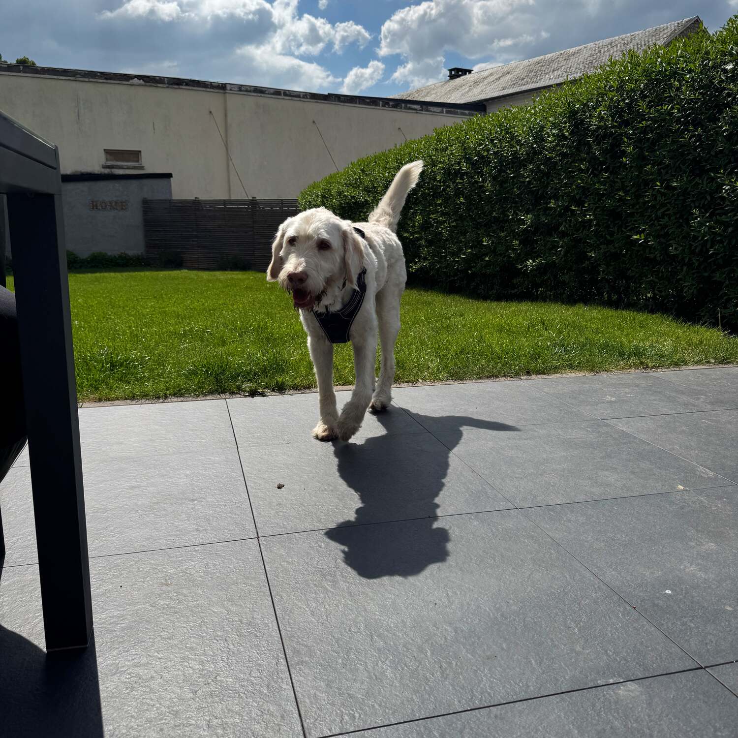 Belgien - letzte Reise zu 3 🐶