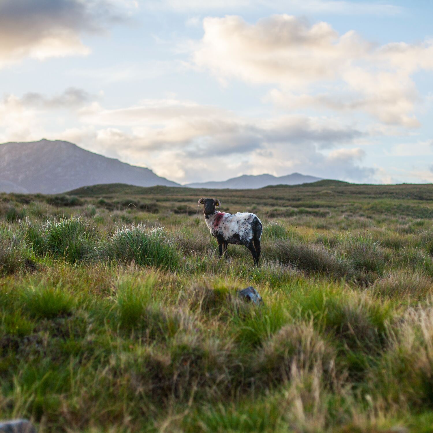 Ireland