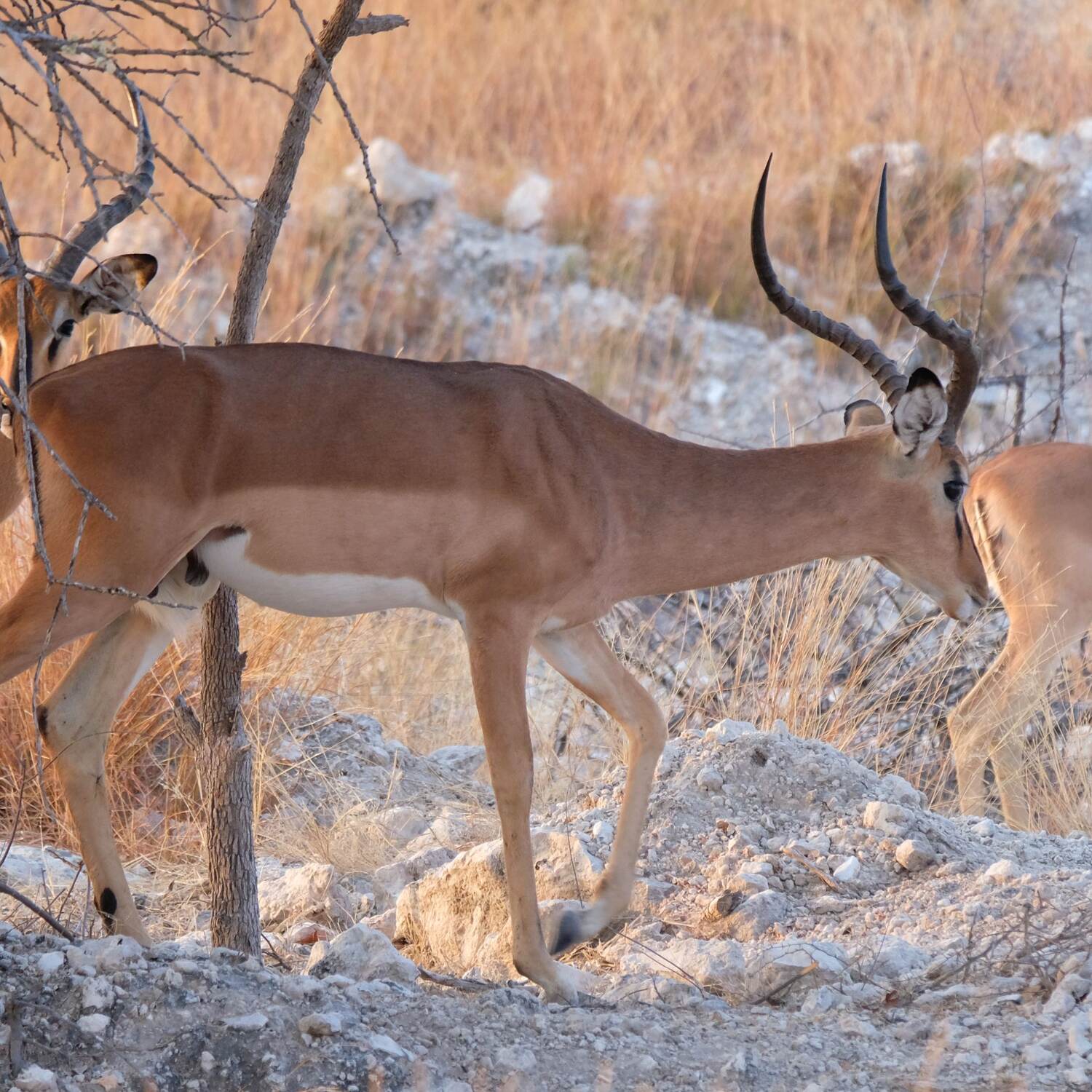 Southern Africa