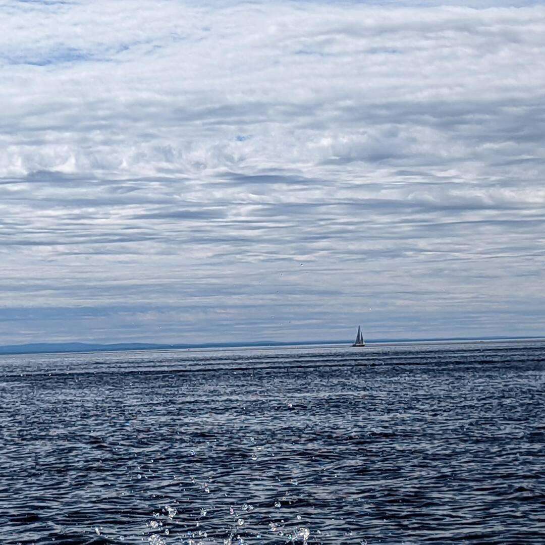 Tadoussac, les balaines