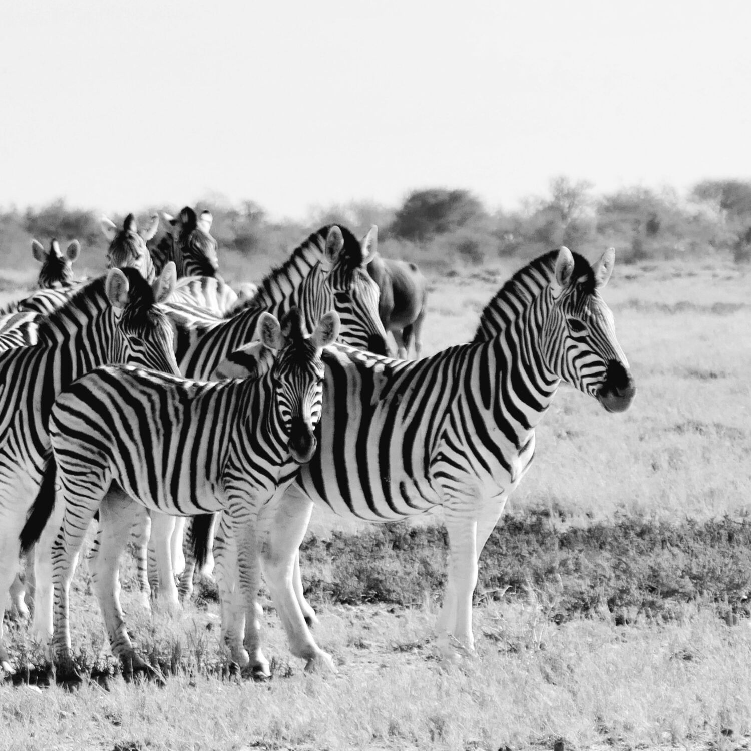 nochmal nach Botswana