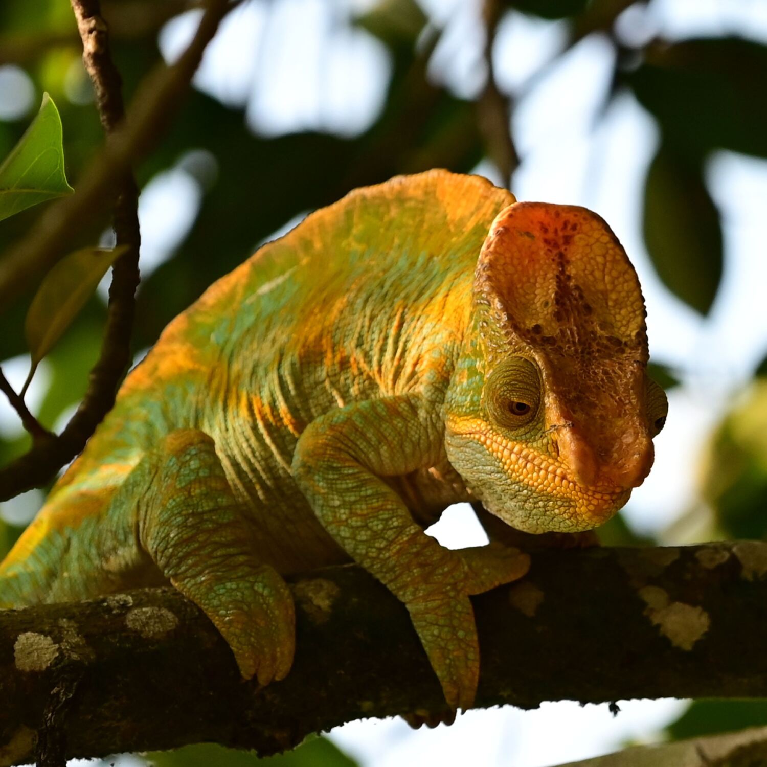 nach Madagaskar