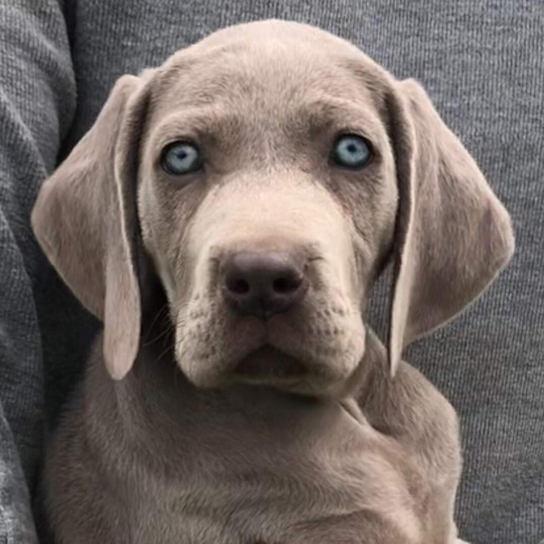 Кучешки истории...