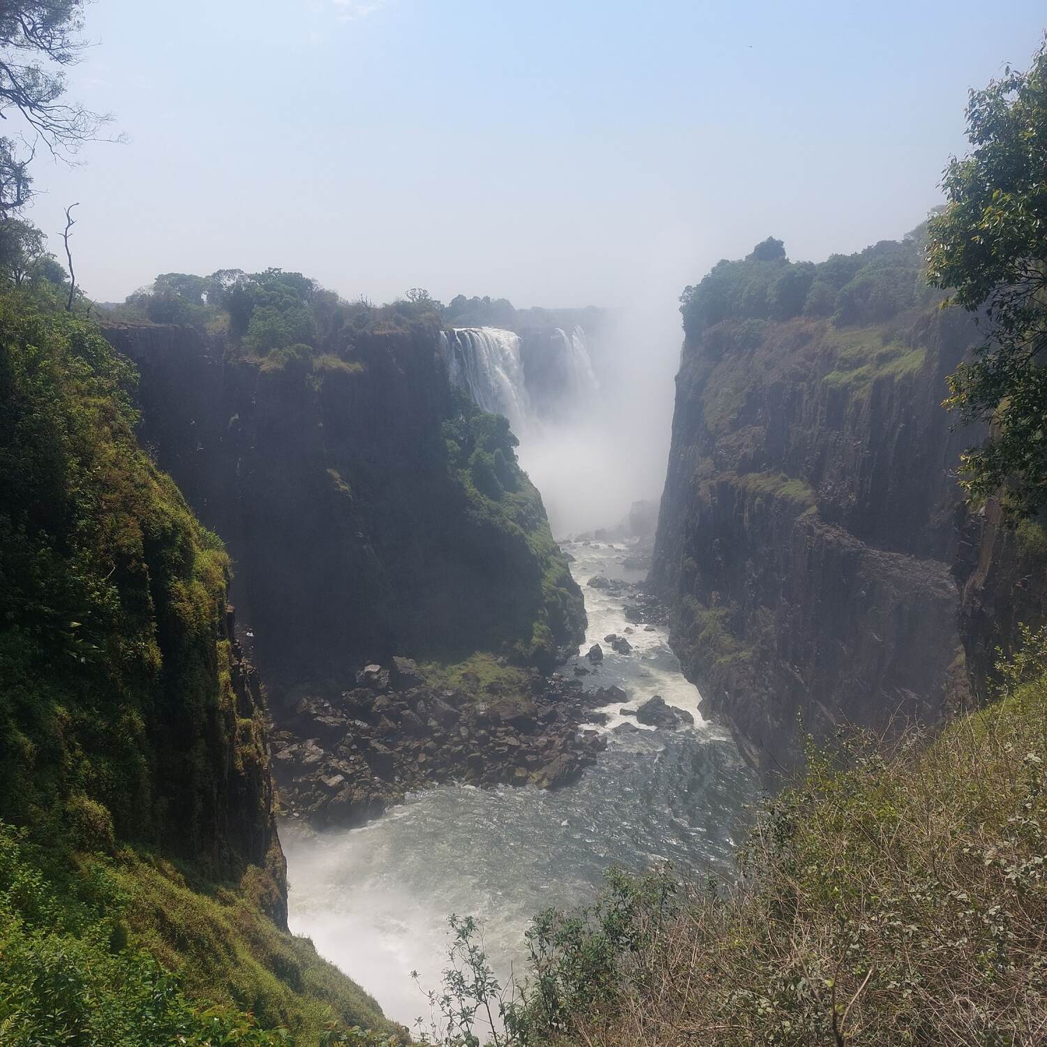 Surviving at savannah