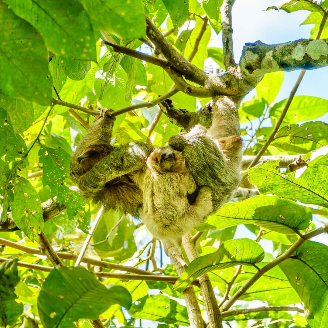 Costa Rica 2020