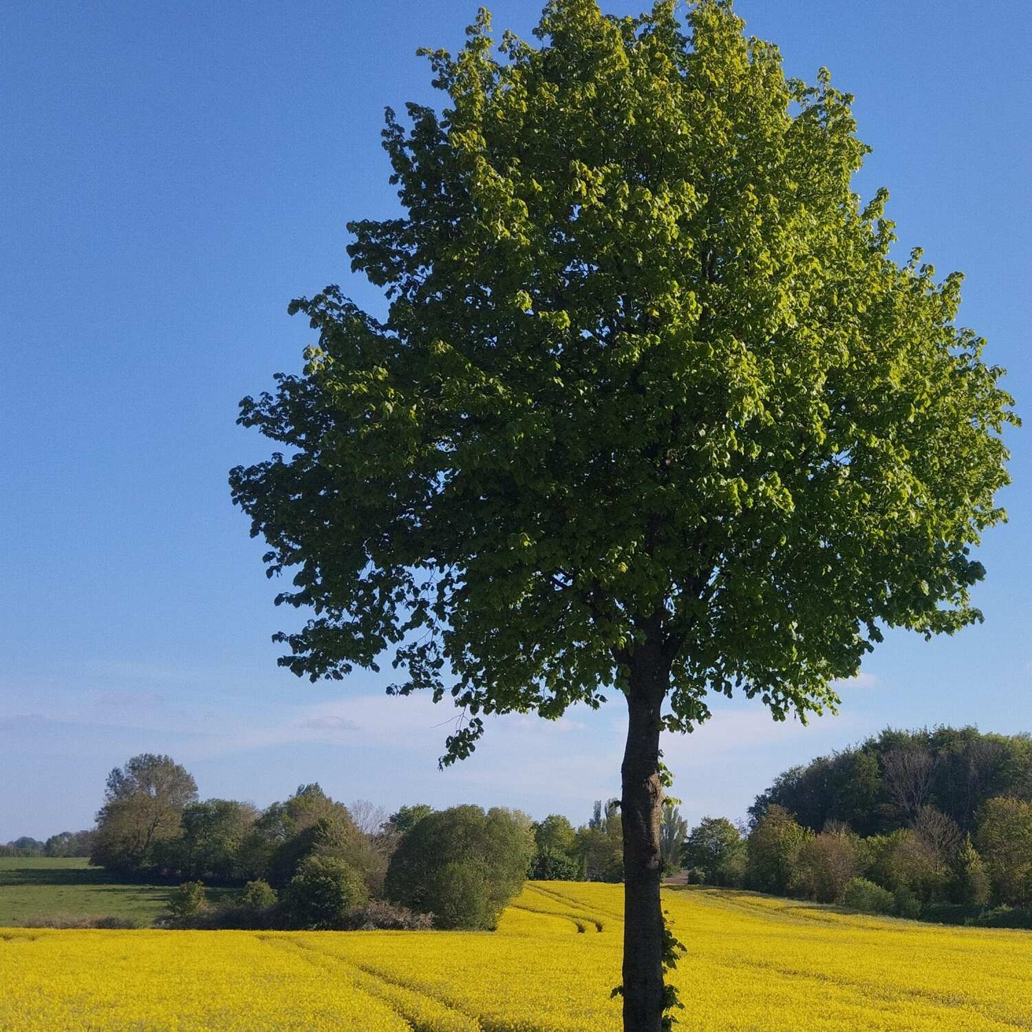 Fehmarn