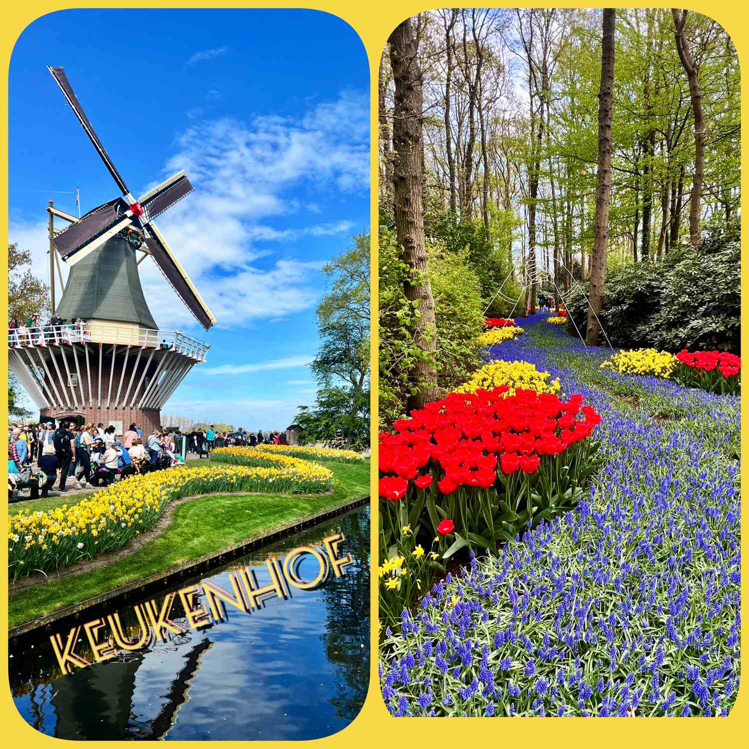 Tulpenblüte Holland