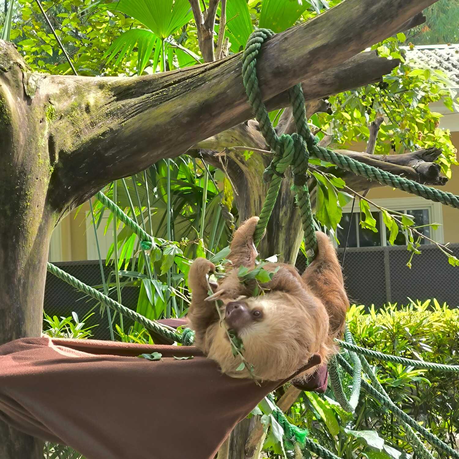 Costa Rica 2024/2025