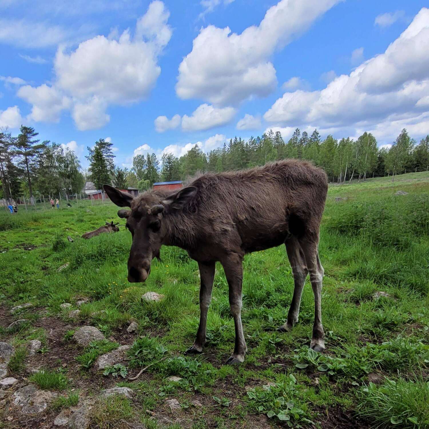 Skandinavien