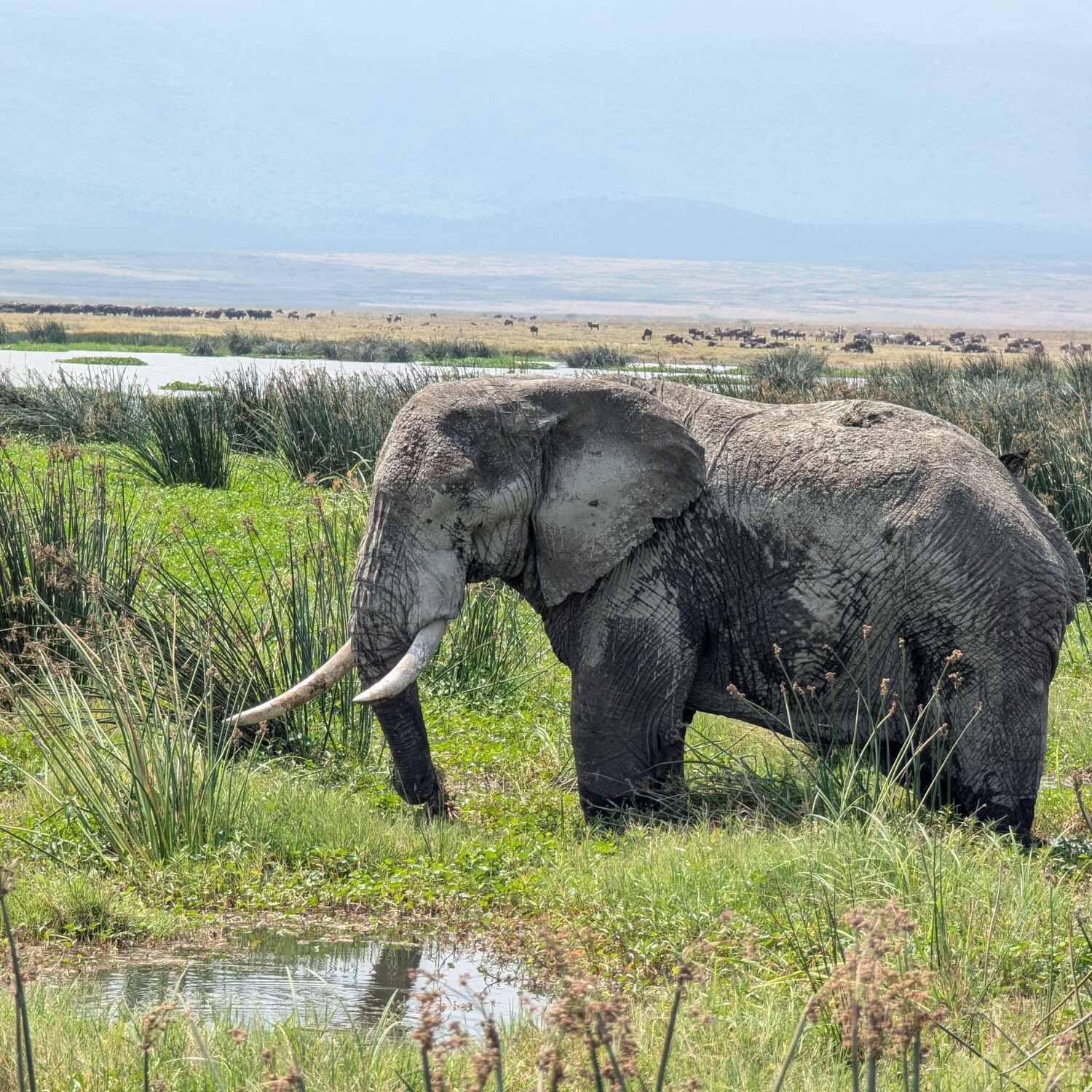 Tanzania Safari