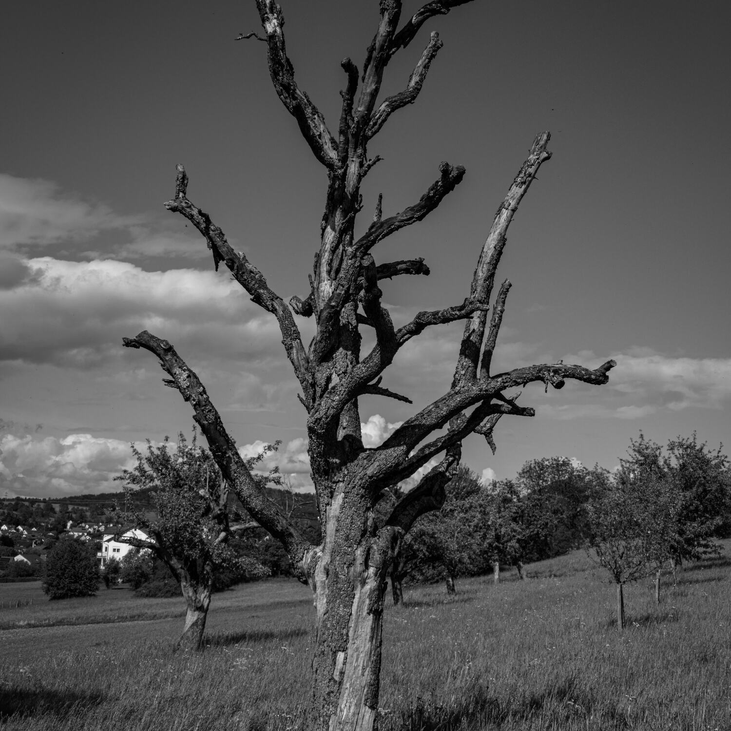 NATURE