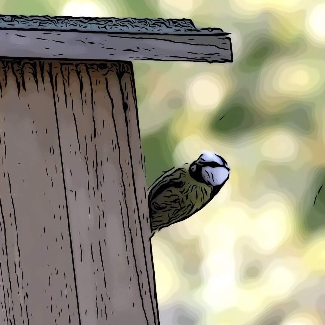 Vogelkunde