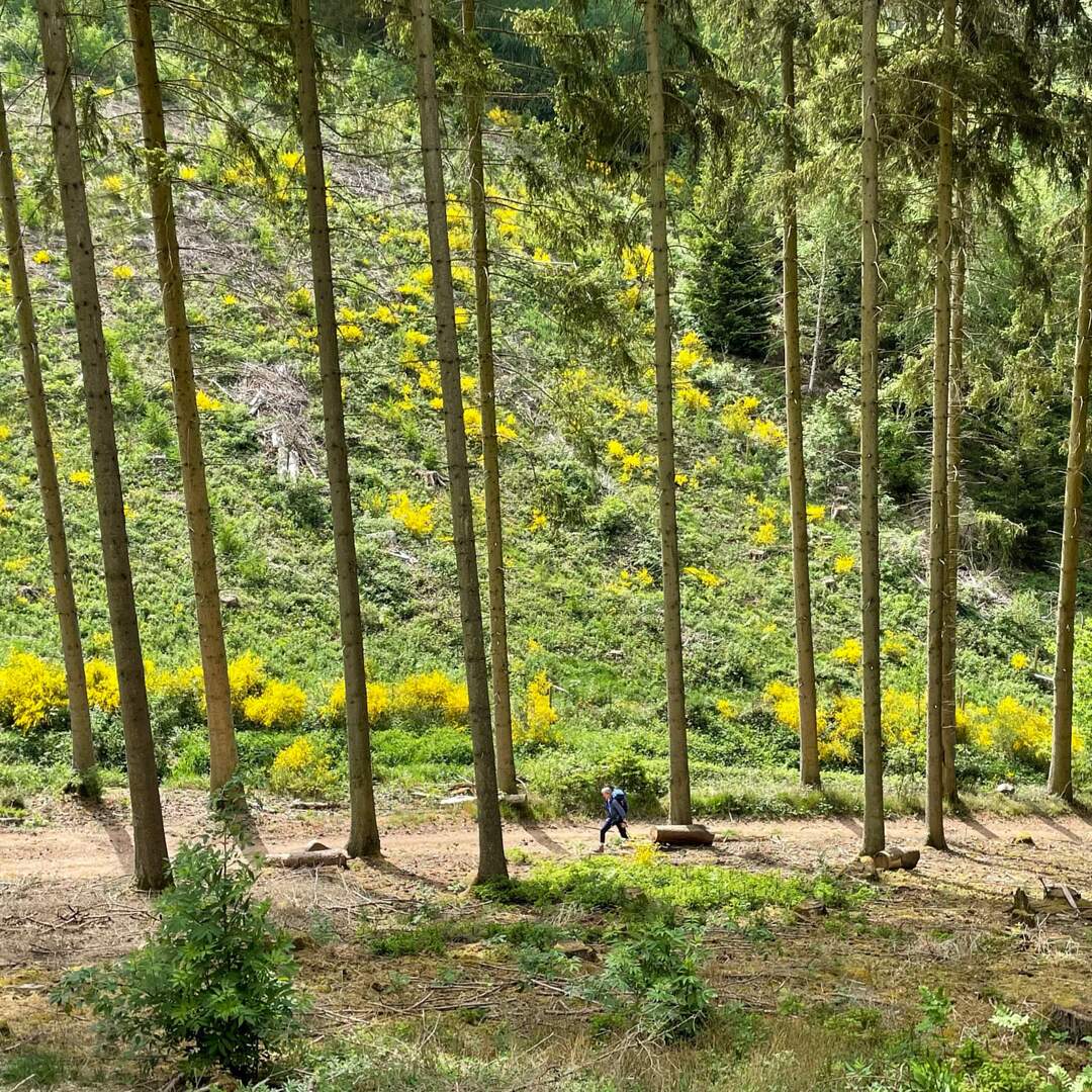 Auf dem Eislek Trail