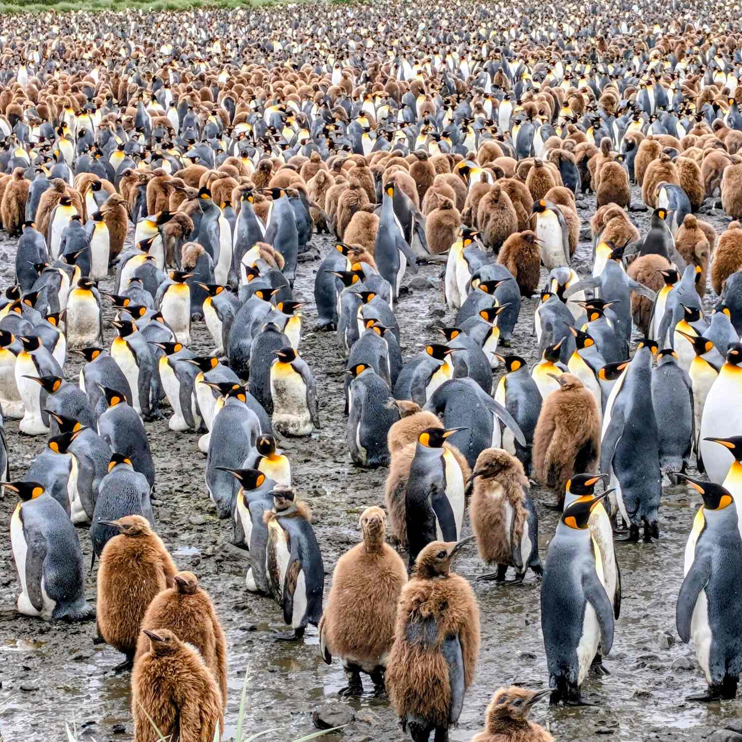 Antarctica - Lucky Number 7