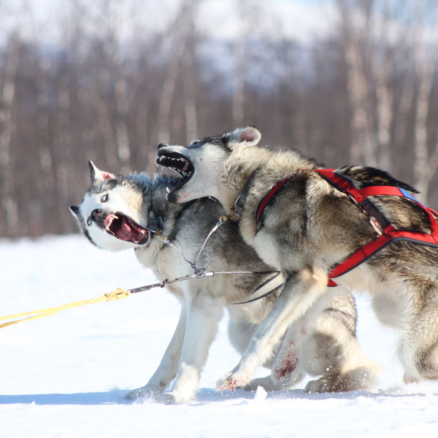 Schwedisch Lappland Husky Tour