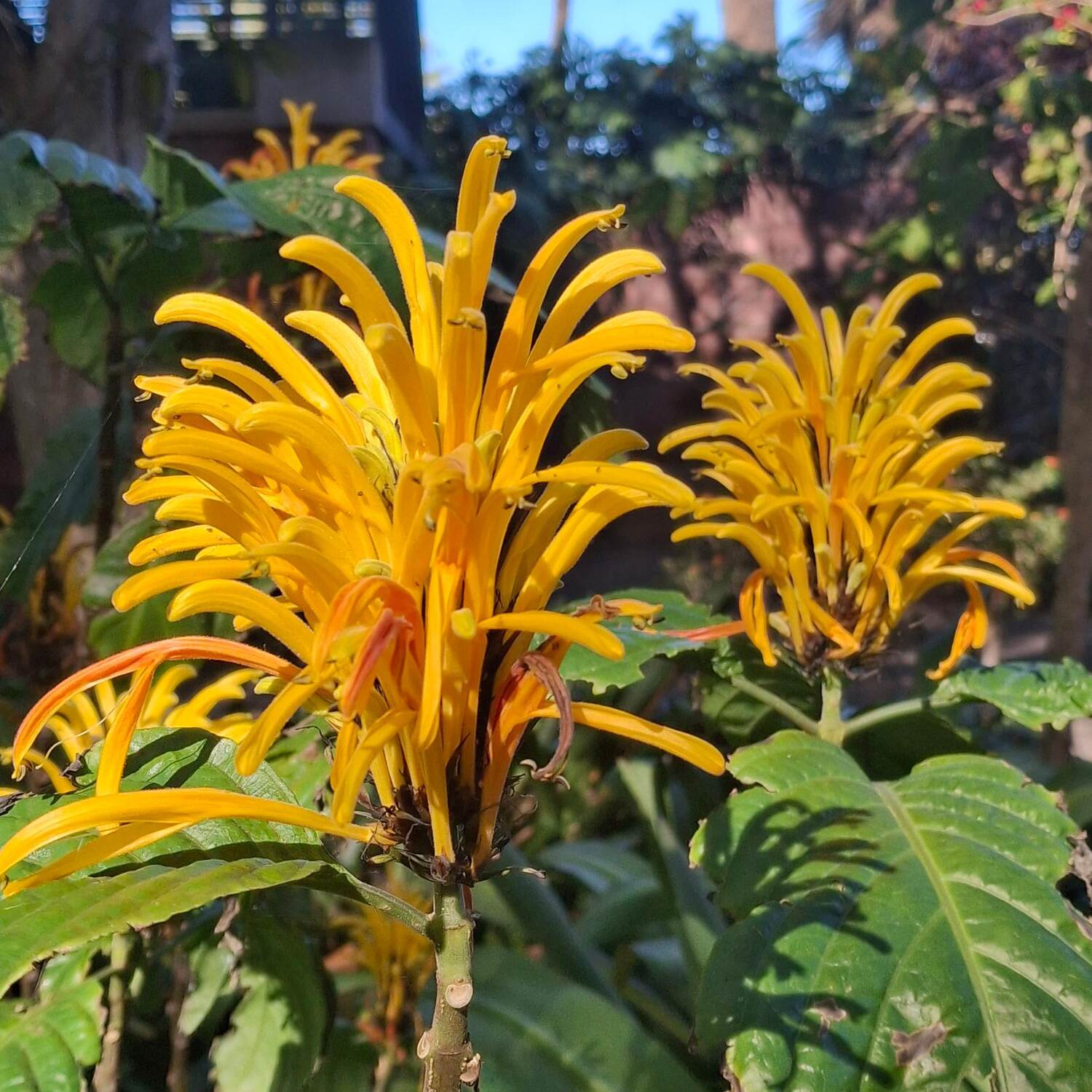 Jardín Botanico
