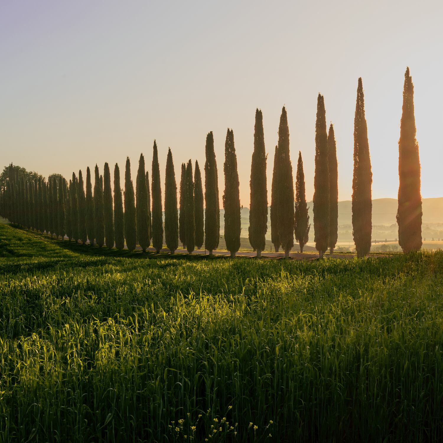 Tuscany and friends