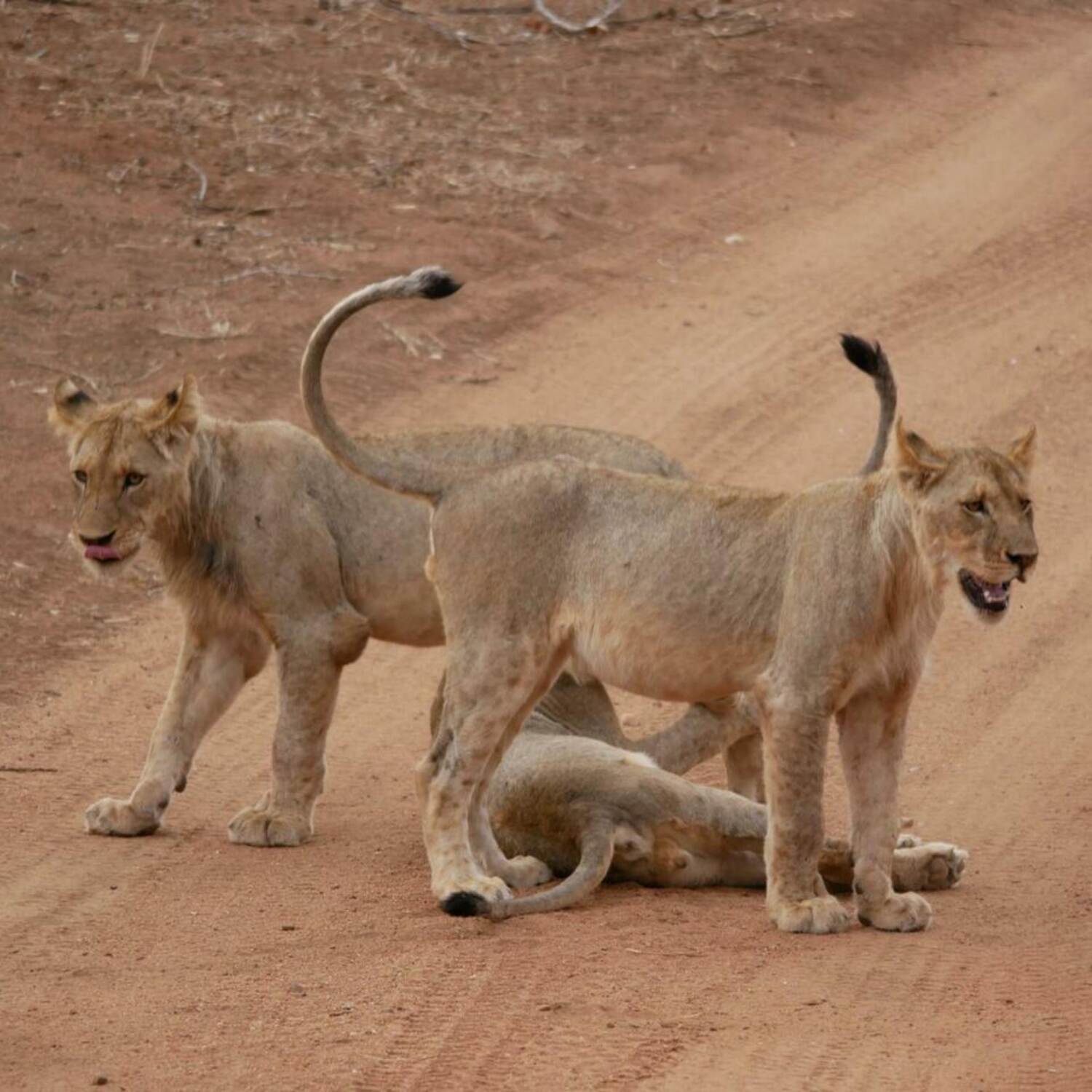 Namibia