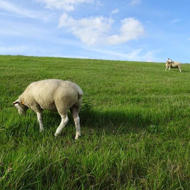 Ostfriesland