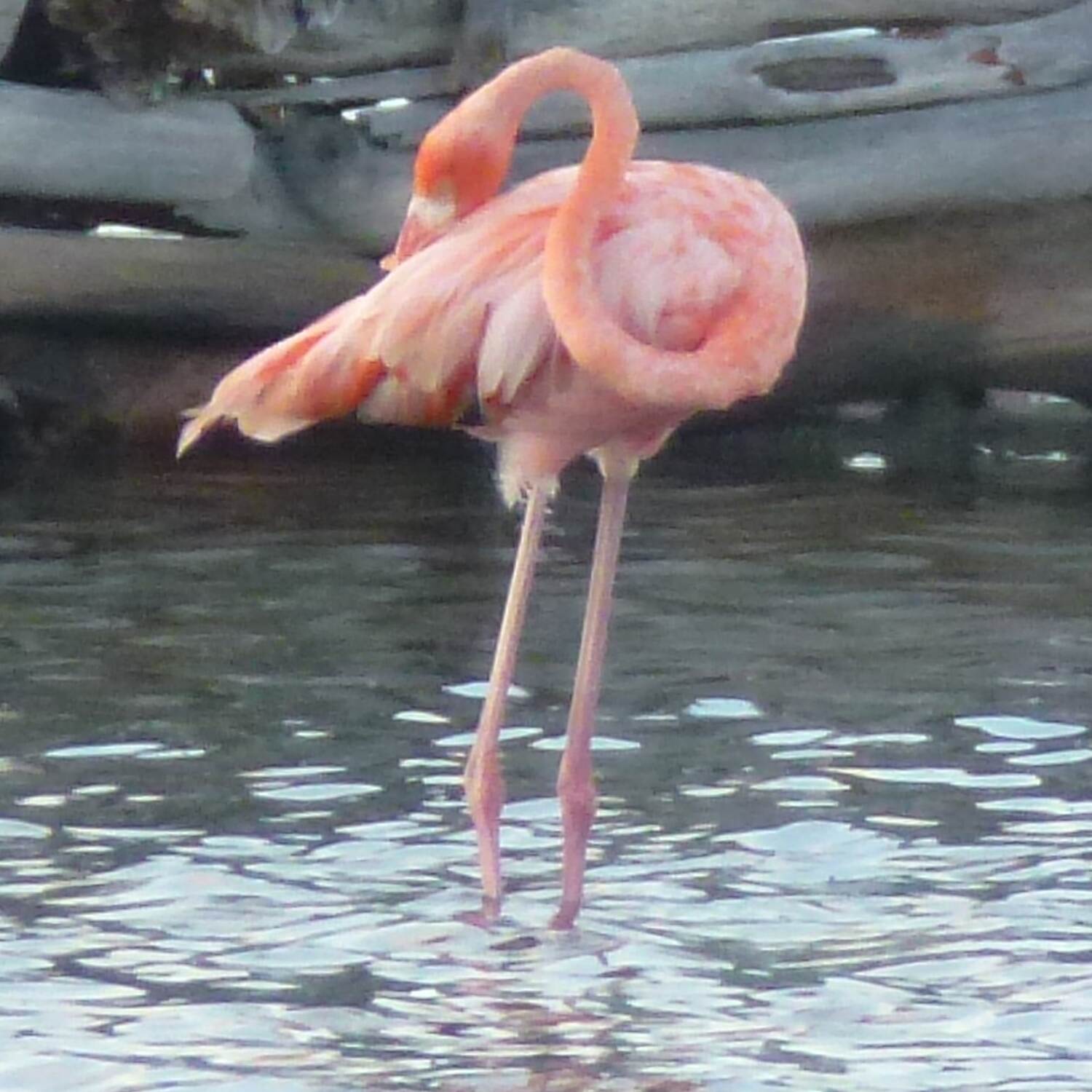 Bonaire