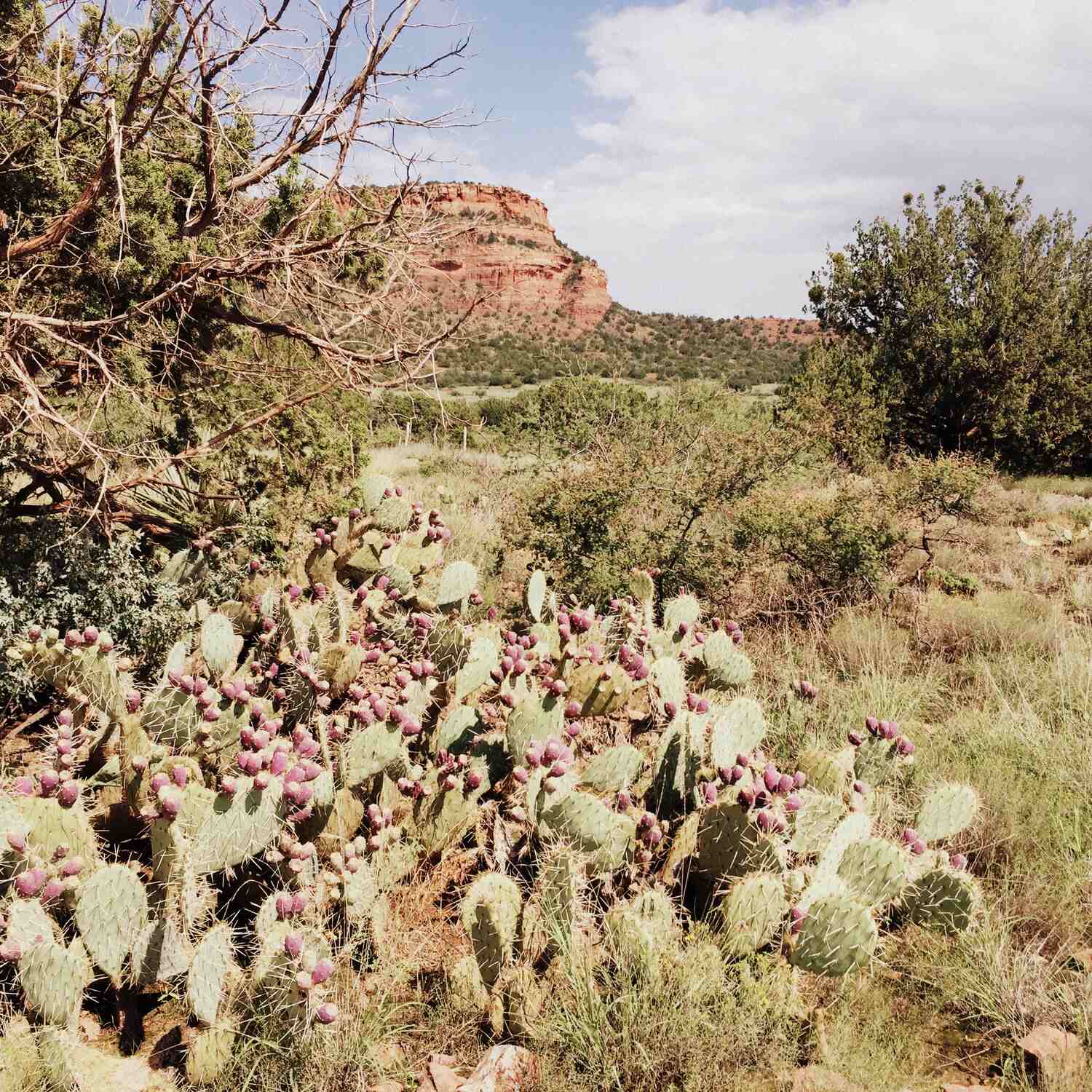 Sedona, AZ