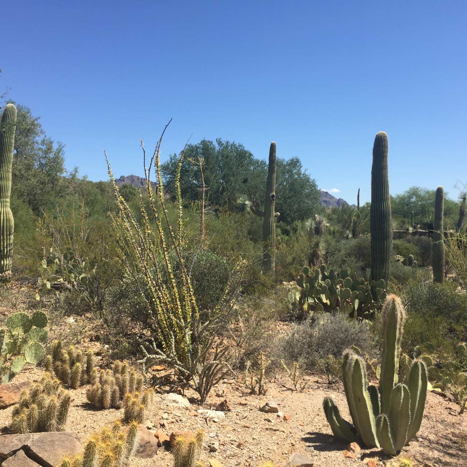 Tucson, AZ