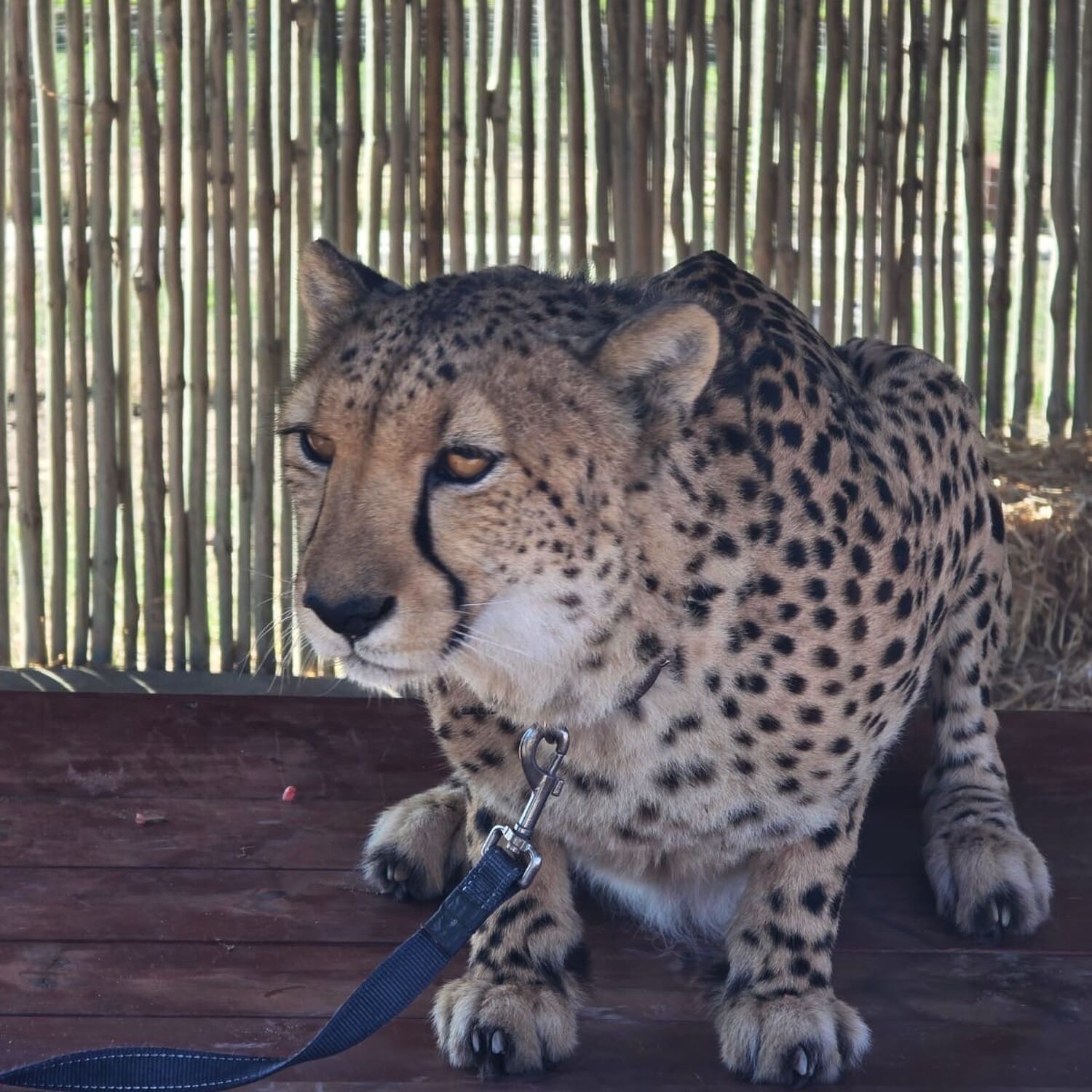 Afrique du Sud 🇿🇦🦓