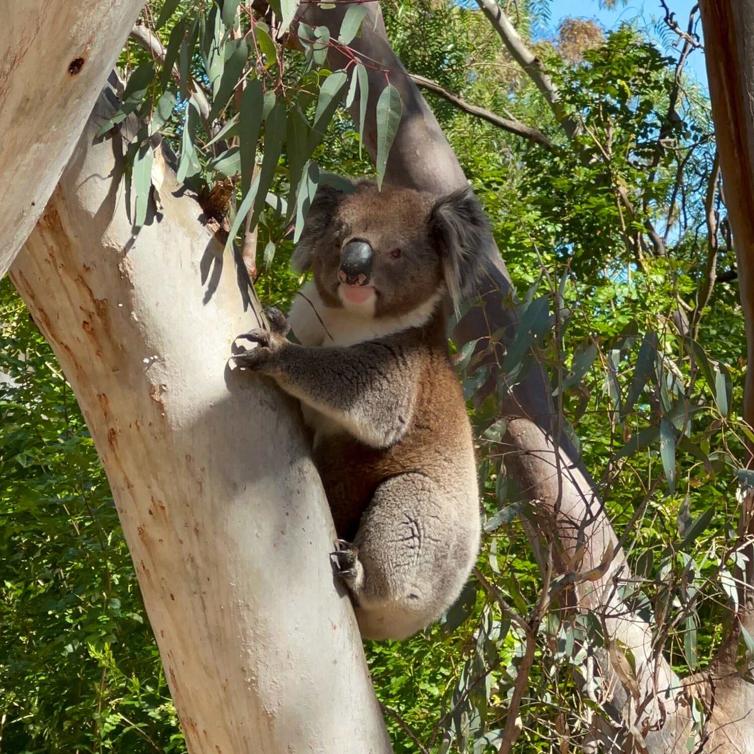 Australien.