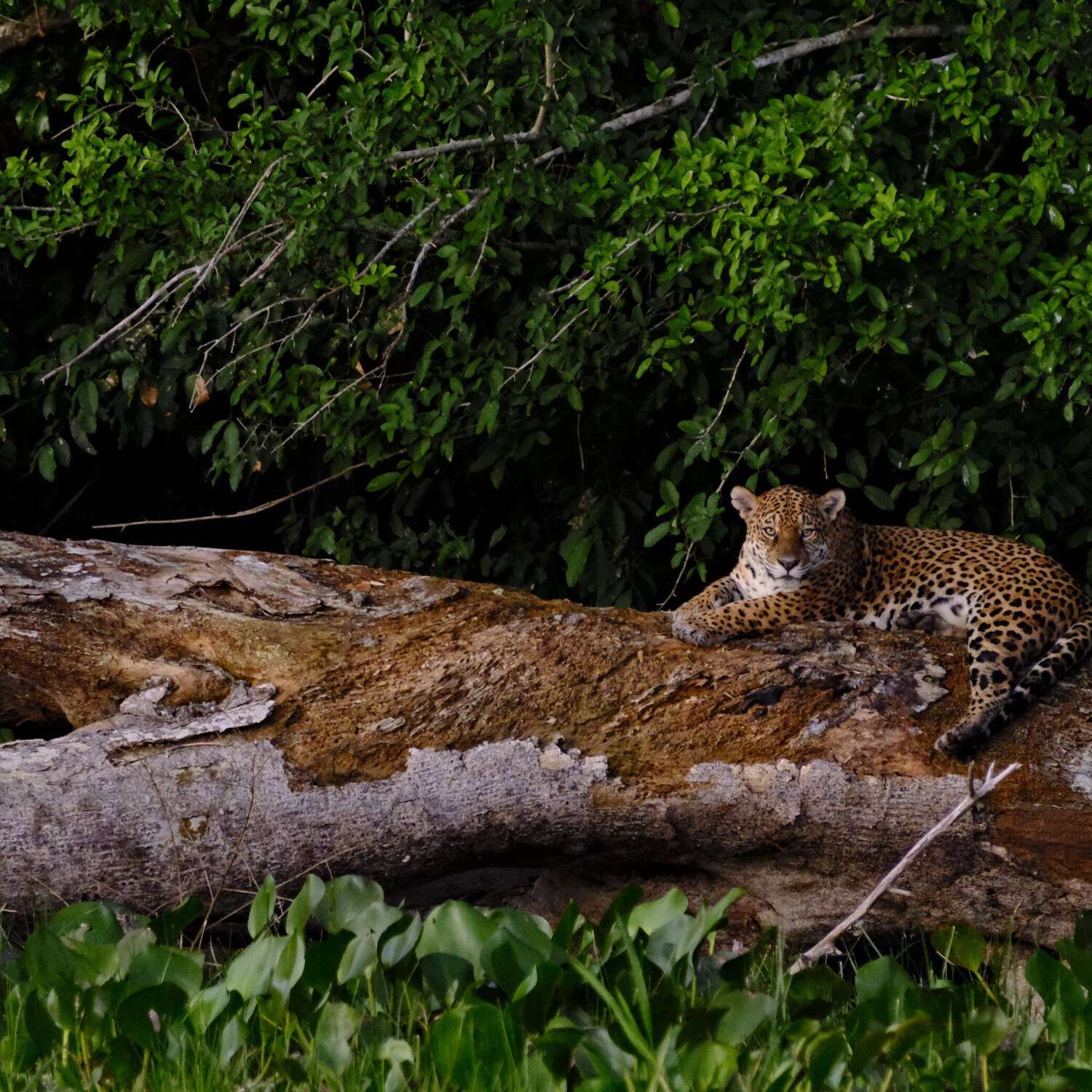Brasilien 🇧🇷🐒🏖️