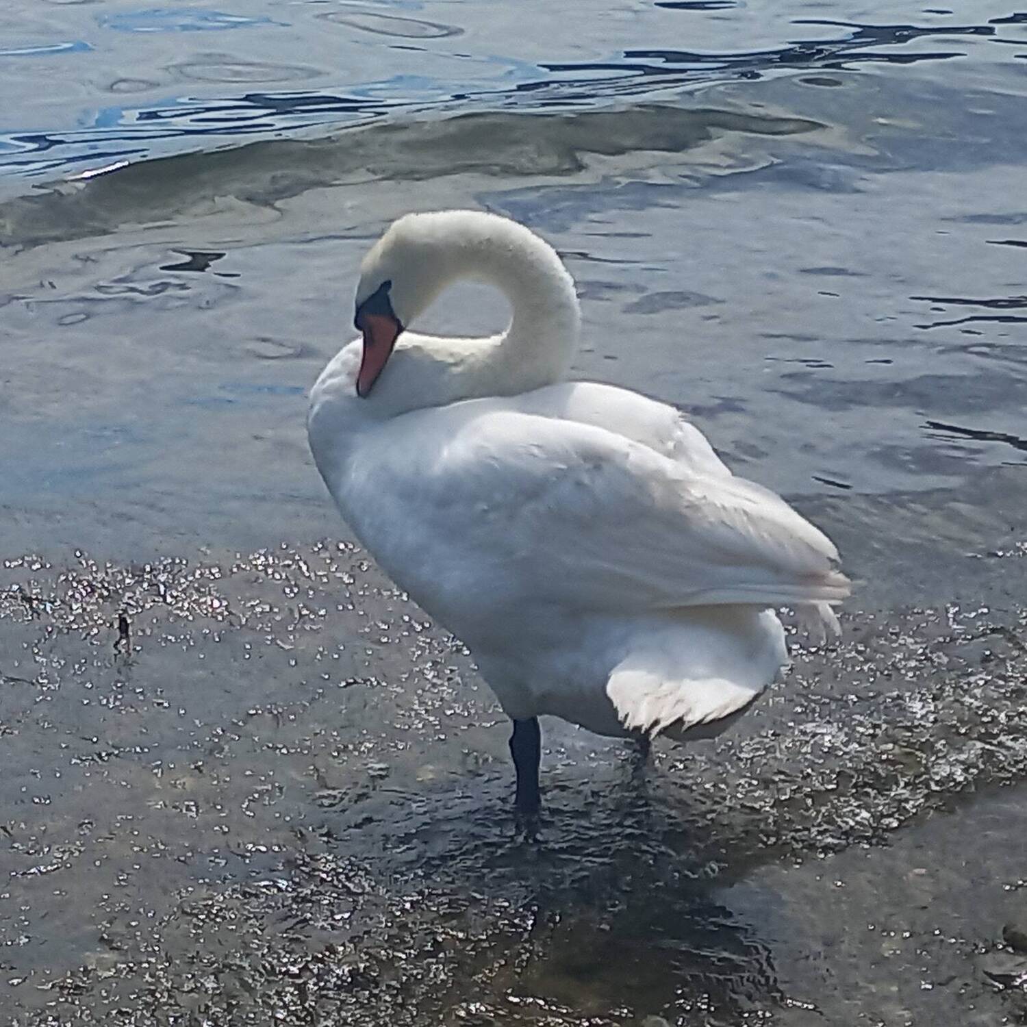Lago di Como