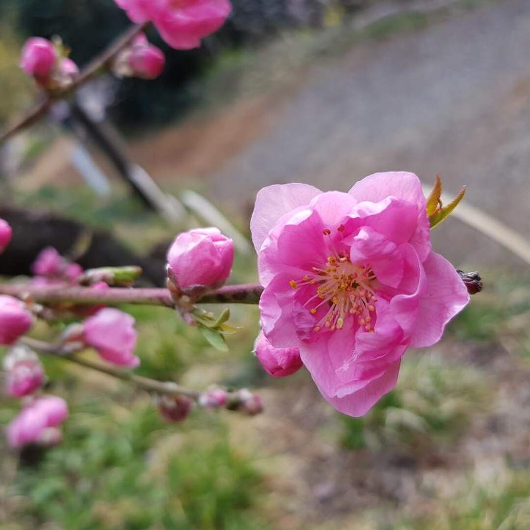 Japon