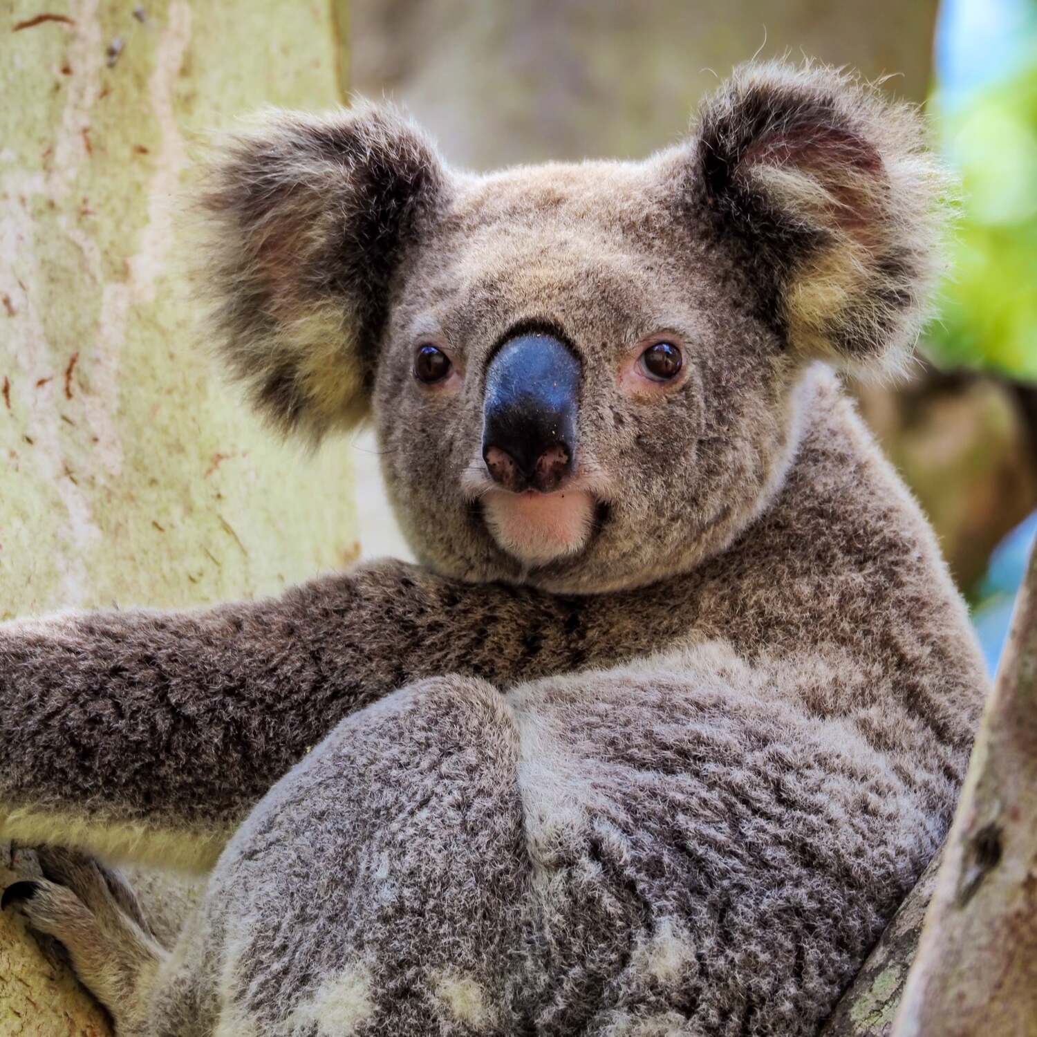 Back in the Redlands, QLD