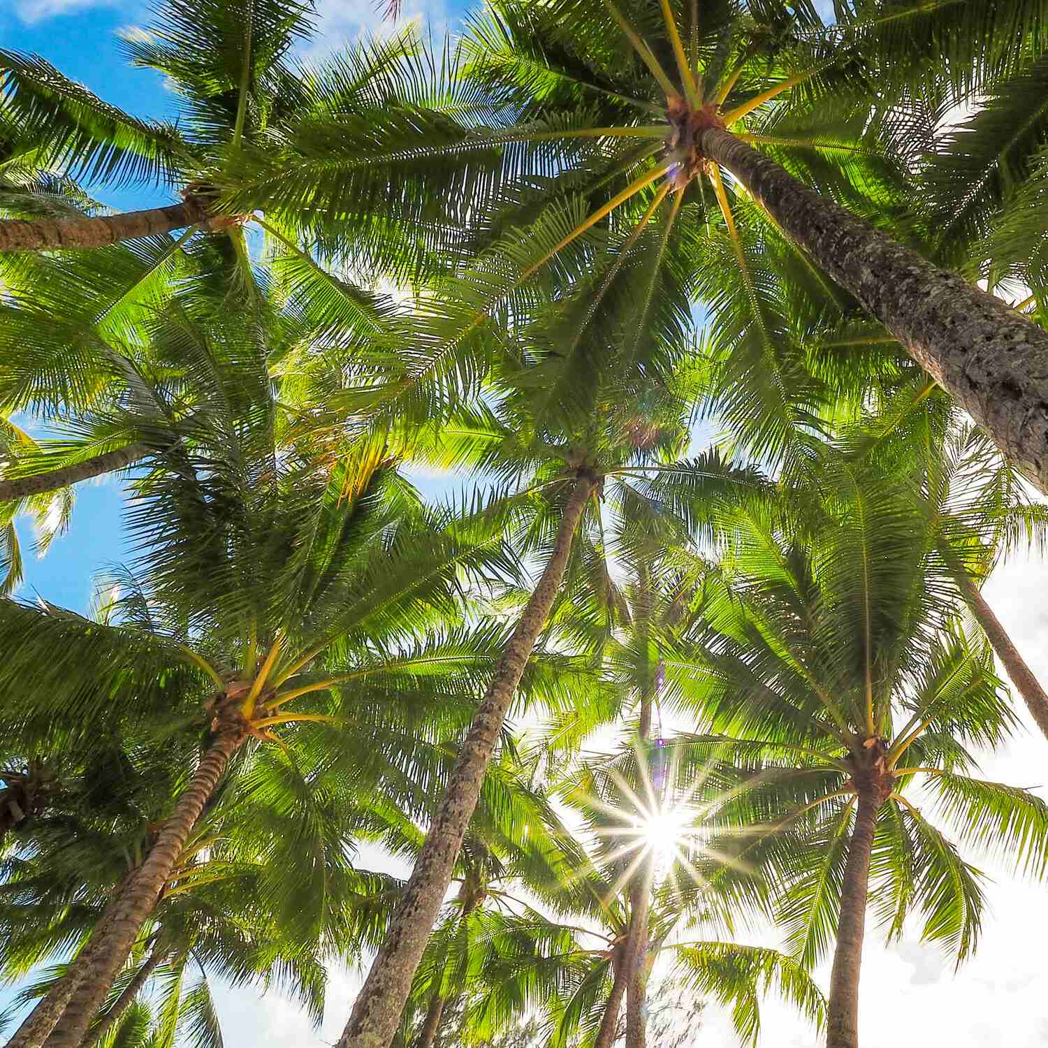 Far North Queensland