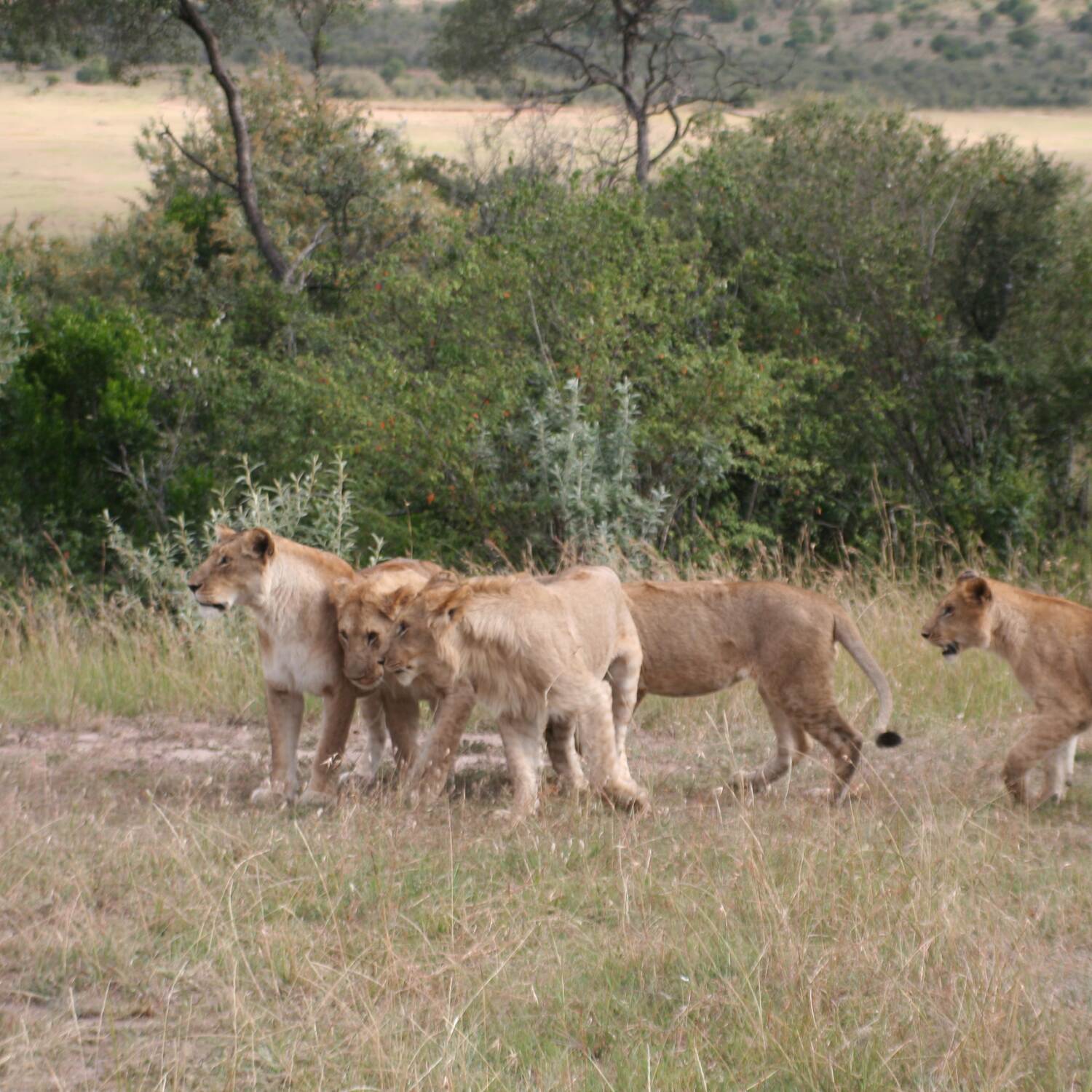 Kenya