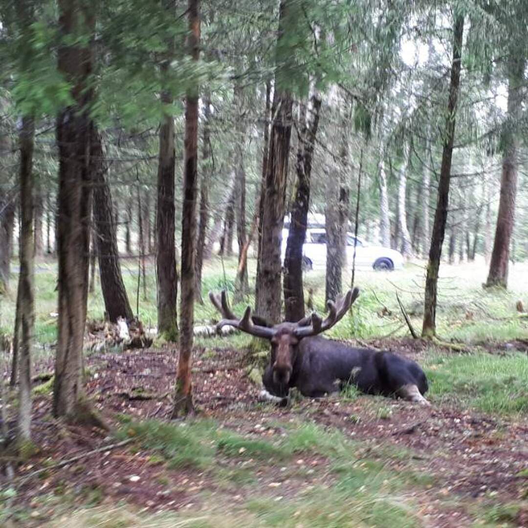 Schweden 2020