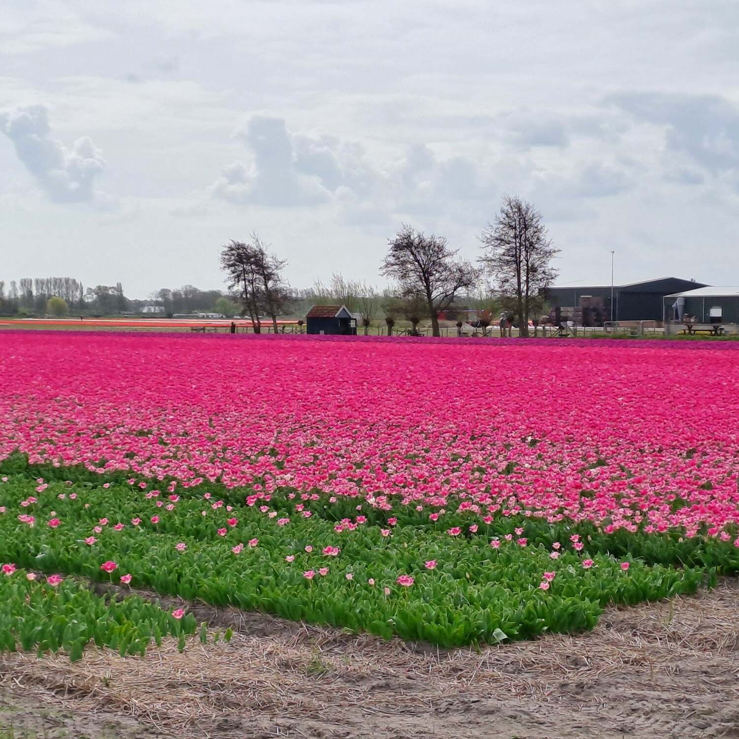 Blumencorso Holland 26