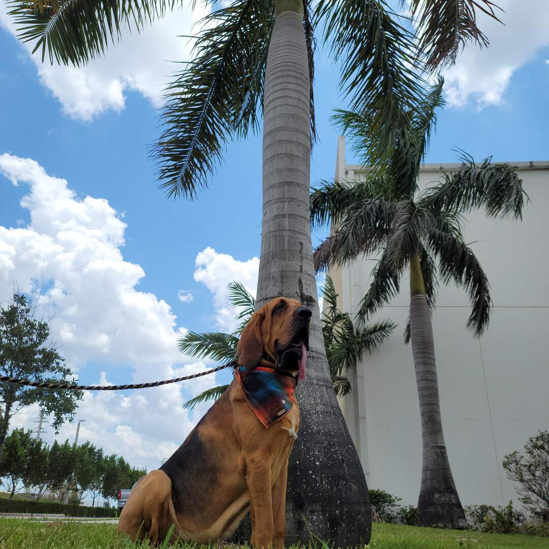 Miami to Texas