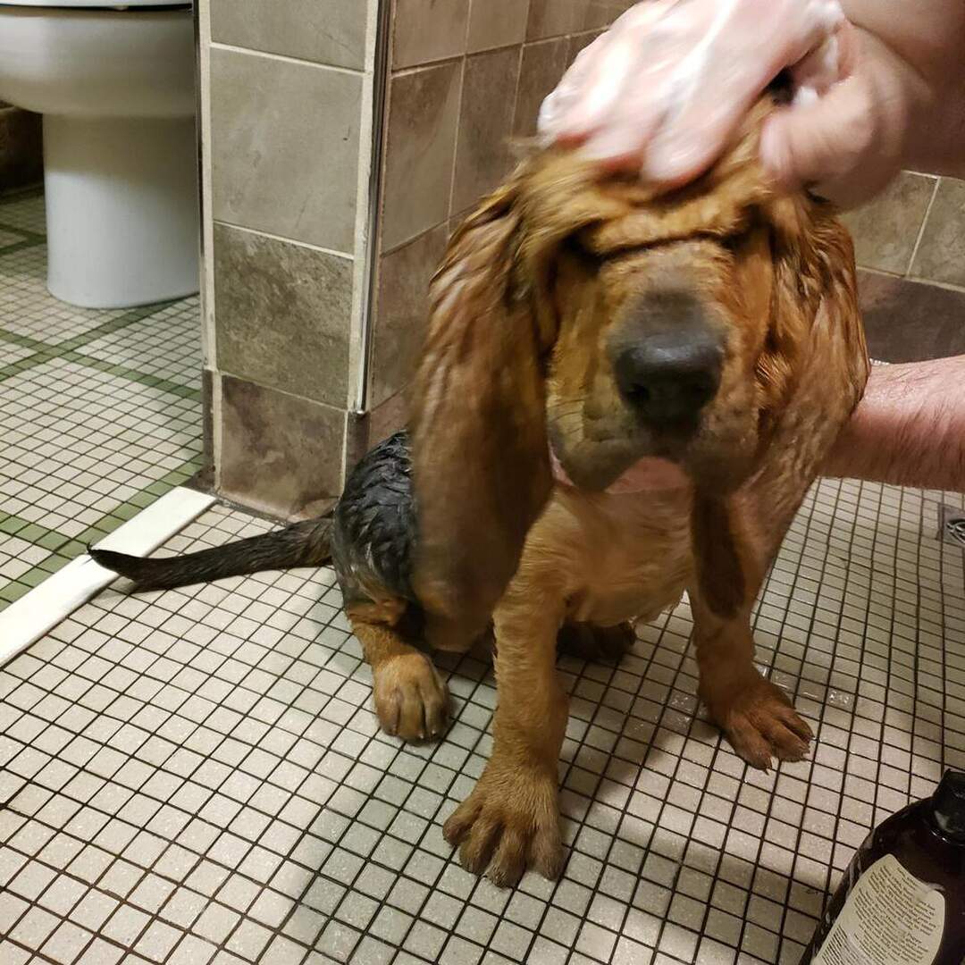 I'm 12 weeks old