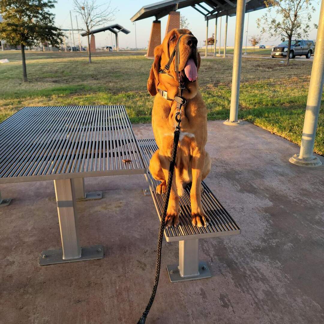 Laredo to CA