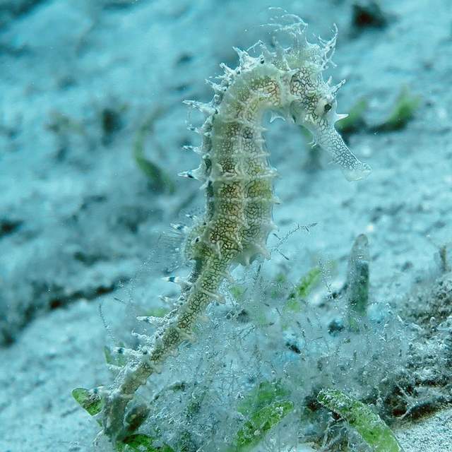 Egypt 2018 - Diving Red Sea