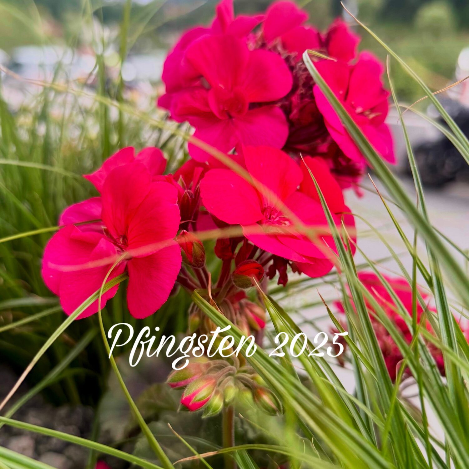 Pfingst-Ausflug 🌸