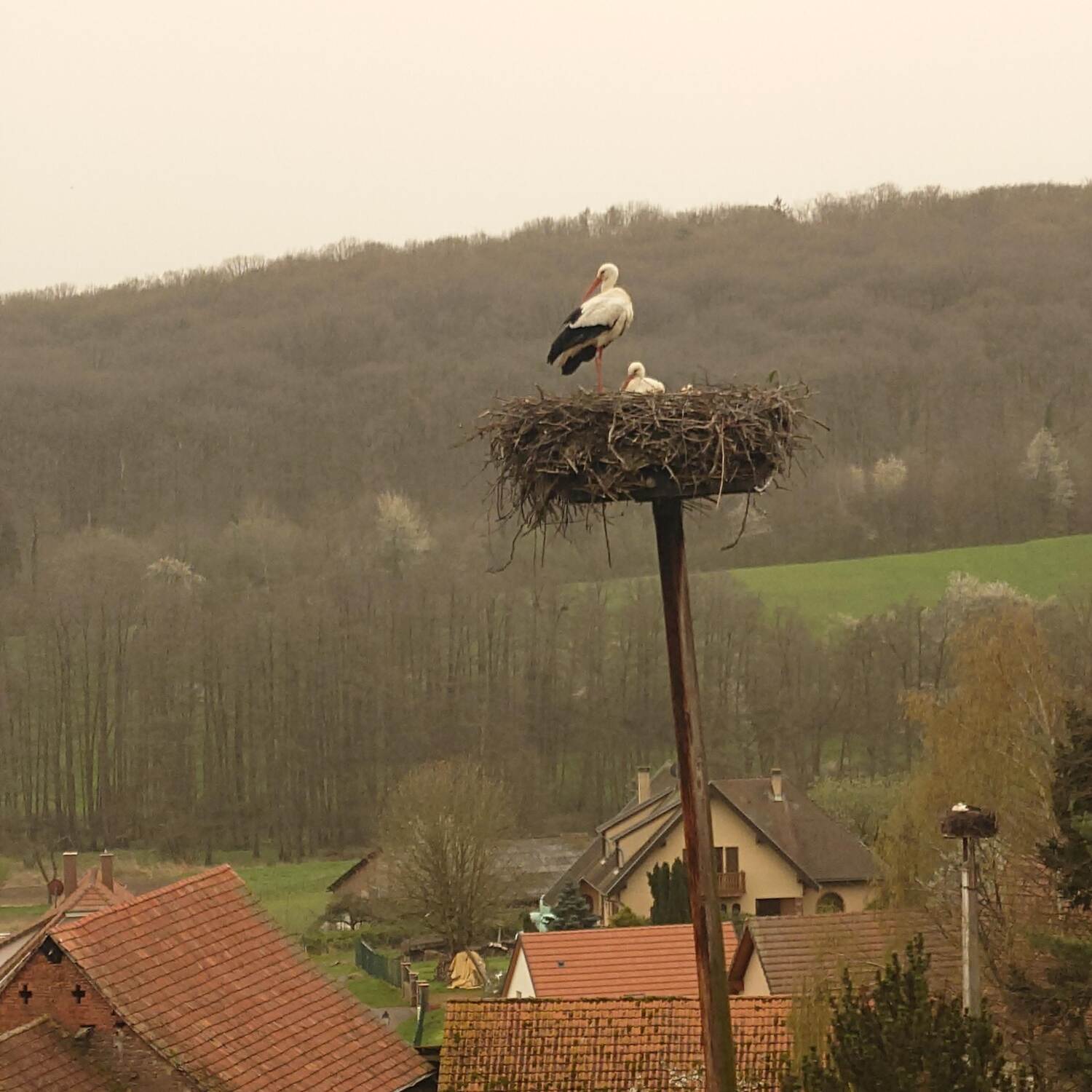 Elsass/Nordvogesen Ostern 2024